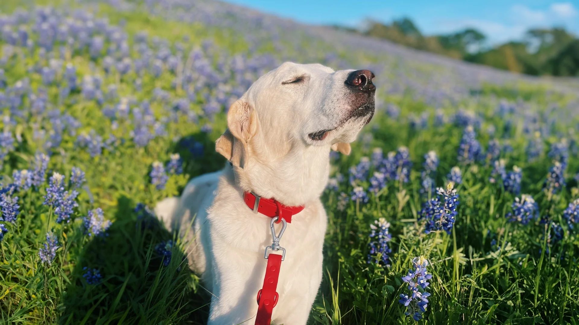 Healthy Pet Care, Handpicked Quality